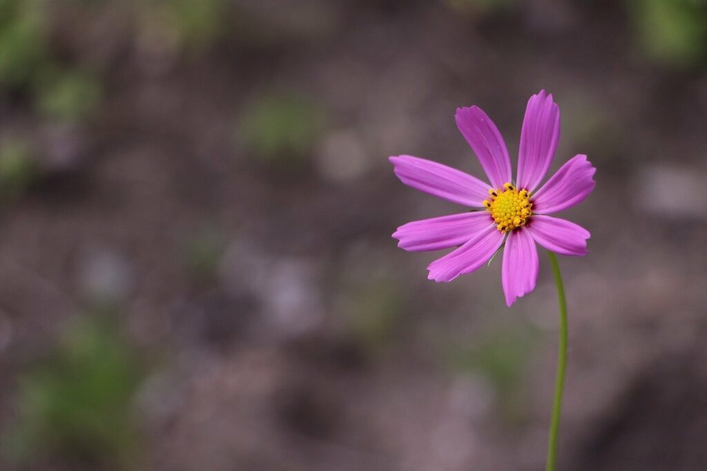 Articolo 2 - fiore